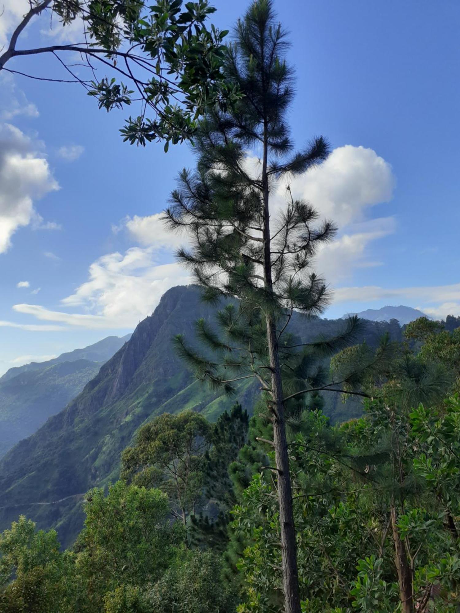 Ella Hillsite View Hotel Ngoại thất bức ảnh
